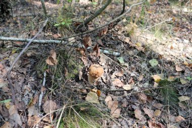 Ormanda beyaz mantar.