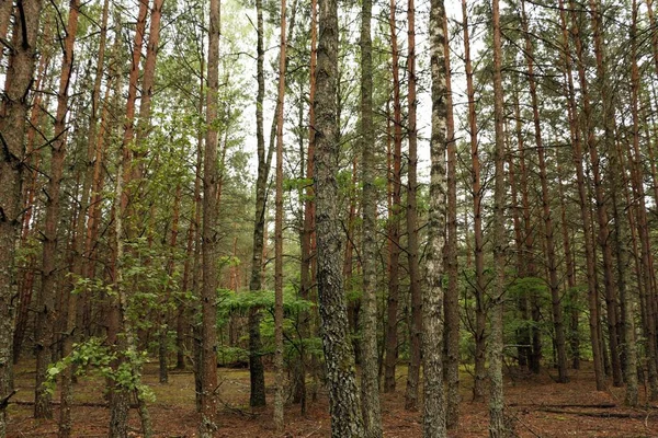 Barrskog Solig Sommardag — Stockfoto