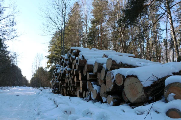 Forest industry. Tree trunks in the forest.