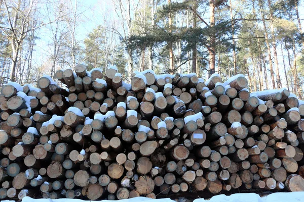 Forest industry. Tree trunks in the forest.