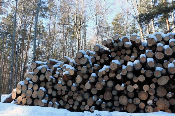 Forest industry. Tree trunks in the forest.