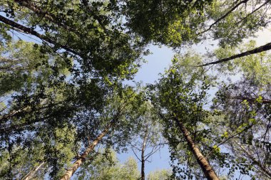 Huş ağaçları. Ağacın alt manzarası gökyüzü manzaralı taçlandırır.