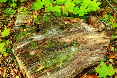 Kökle. Eski bir ağaç gövdesi.