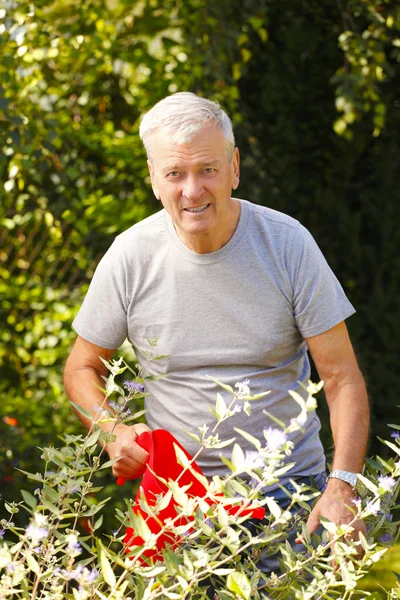 Starszy mężczyzna ogrodnictwo — Zdjęcie stockowe
