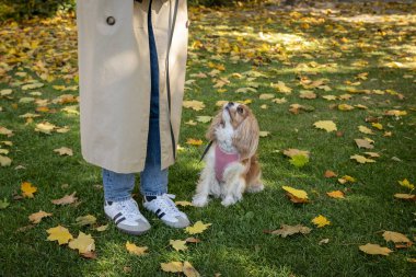 Şövalye Kral Charles Spaniel, Blenheim rengi sahibinin yanındaki yemyeşil çimenlikte sabırla oturuyor. Açık pembe bir koşum takımı takan sevimli köpek yavrusu yukarı bakıyor.. 