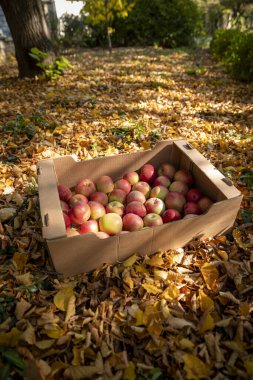 Taze toplanmış kırmızı elmalarla dolu bir karton kutu. Elma ağacı ve sonbahar yaprakları. 