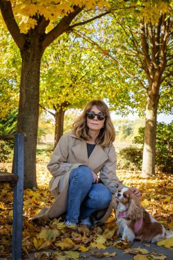 Şövalye Kral Charles Spaniel, Blenheim rengi sahibinin yanındaki yemyeşil çimenlikte sabırla oturuyor. Açık pembe koşumlu şirin bir köpek yavrusu ve kameraya bakıyor.. 