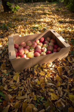 Taze toplanmış kırmızı elmalarla dolu bir karton kutu. Elma ağacı ve sonbahar yaprakları. 
