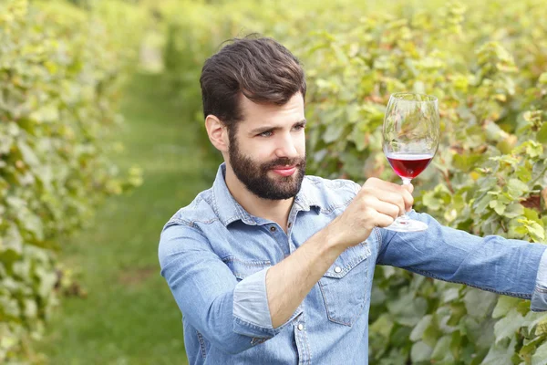 Винодел на винограднике дегустации бокал красного вина — стоковое фото