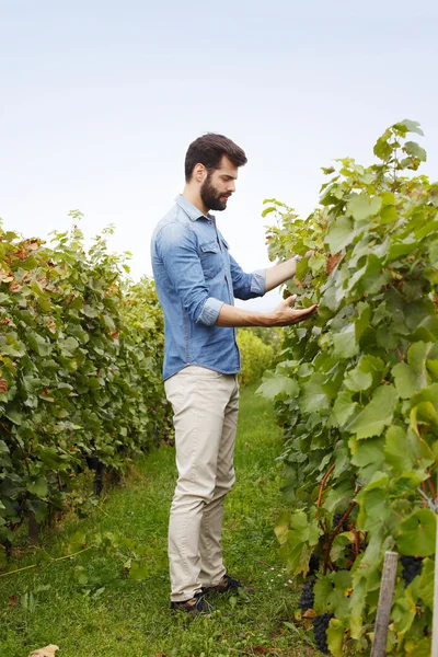 Winemaker cheking the grape harvest — Stock Photo, Image