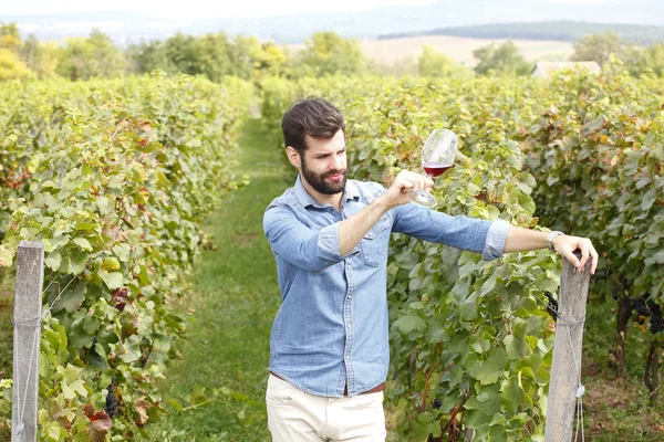 Winemaker, kırmızı şarap tatma bağ — Stok fotoğraf