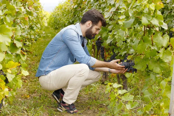 Winemaker cheking üzümler vaktinden önce hasat — Stok fotoğraf