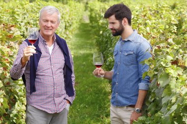 şarap üreticileri bağında danışmanlık