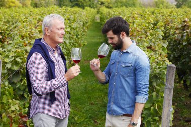 şarap üreticileri bağında danışmanlık.