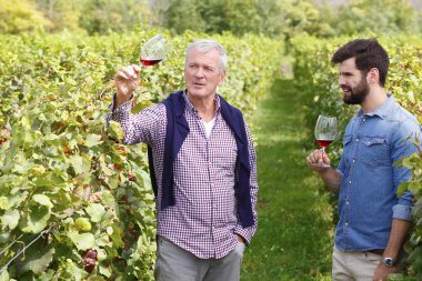 şarap üreticileri bağında danışmanlık.