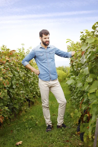 Winemaker standing on vineyard. — Stock Photo, Image