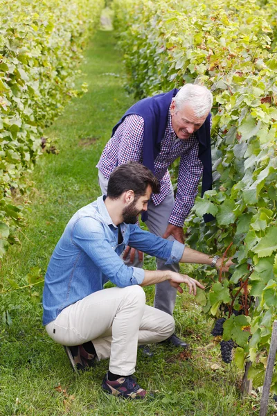 Vintner picking grapes — Stock Photo, Image