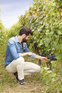 winemaker checking the grape harvest