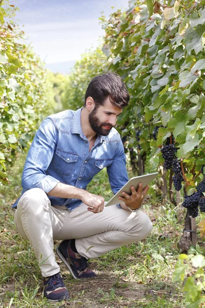 Vigneron tenant tablette numérique — Photo