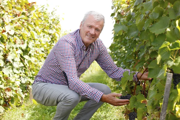 Winemaker holding grapes — Stock Photo, Image