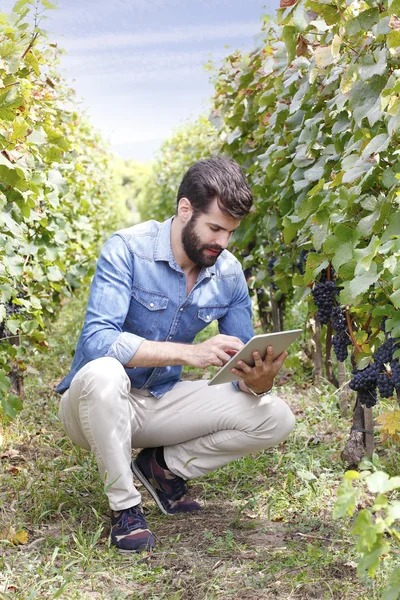 Vigneron tenant tablette numérique — Photo