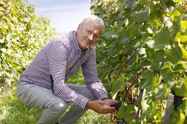 Винодел держит виноград — стоковое фото