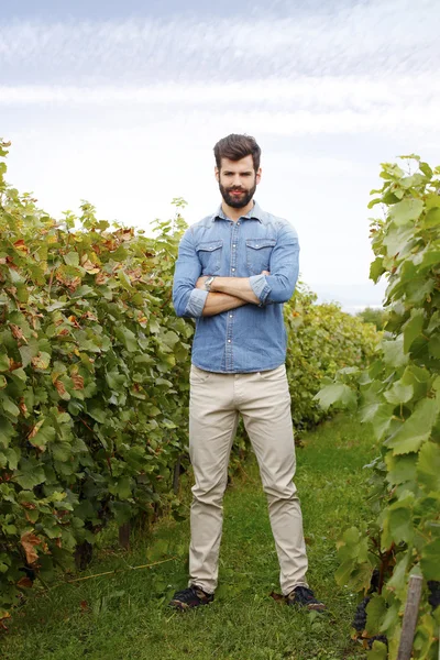 Винодел, стоящий на виноградниках — стоковое фото
