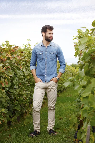 Винодел, стоящий на виноградниках — стоковое фото