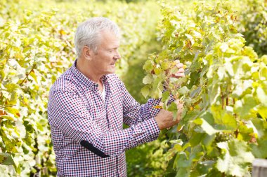 owner of vineyard holdinggrapes