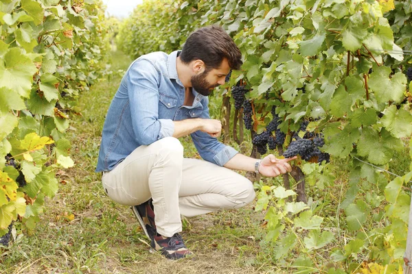 Winemaker checking the grape harvest — 스톡 사진