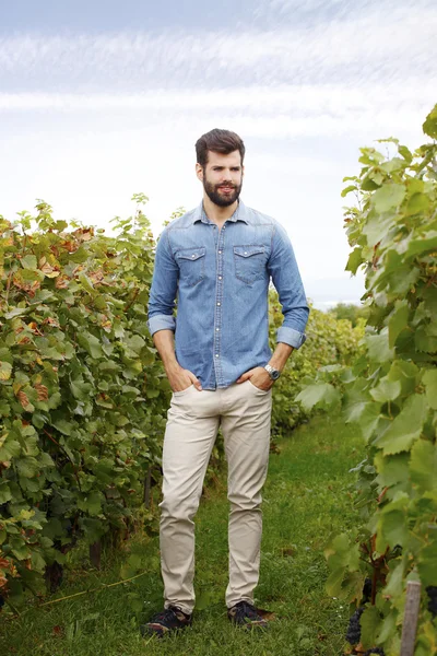 Winemaker standing at vineyards — Stok fotoğraf