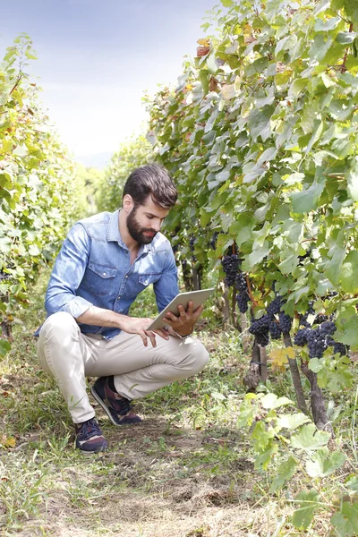 Young winemaker holding tablet — Stock Photo, Image