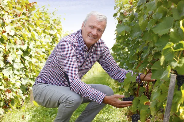 Winemaker holding grapes — Stock Photo, Image