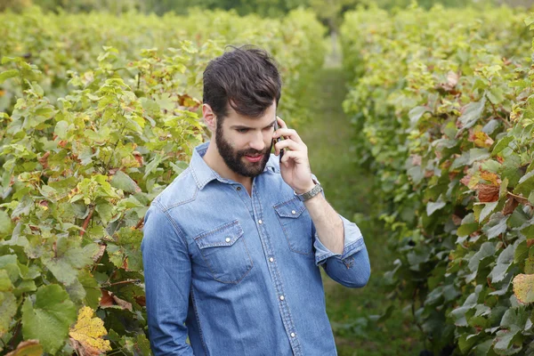 Виноробний бізнесмен робить дзвінок — стокове фото