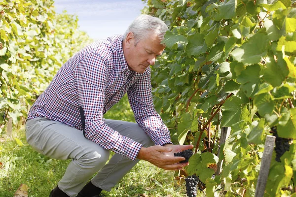 Винодел держа в руках красный виноград — стоковое фото