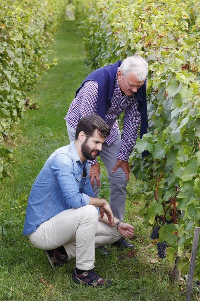 Winemaker and  wineries owner working — Stock Photo, Image