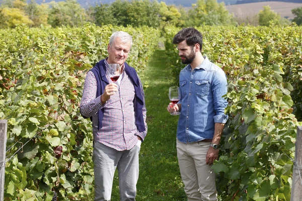 Sommelier ve şarap üreticisi danışmanlık — Stok fotoğraf