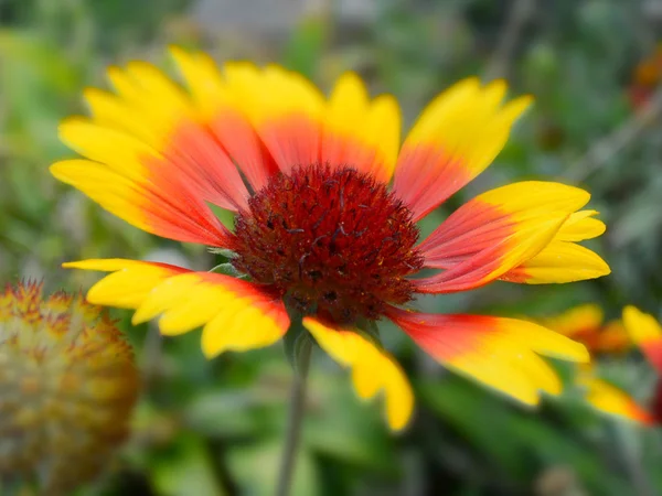 Gaillardia Aster — Stock Photo, Image