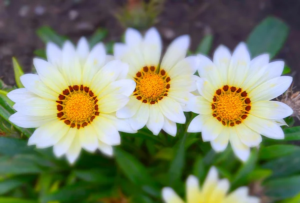 Gazania Aster — Zdjęcie stockowe