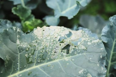 Böcek ısırığı yapraklı brokoli sağlıklı beslenmek için çiftlikteki ağaçta. canlı yaşam için organik sebze.