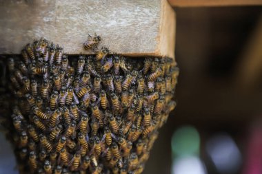 Küçük arı yuvası, işçi arı ile ahşap ev, doğa böceği yaşam