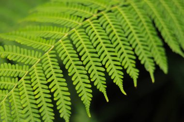 Tropikal ormanlarda yetişme mevsiminin doğasında eğrelti otları üzerine seçici bir odak noktası