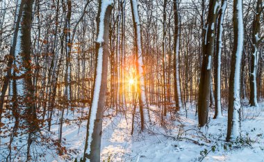 Karda ağaçları ile arka ışık güneş.