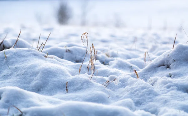 Snow Meadow Winter Macro — Stock Photo, Image
