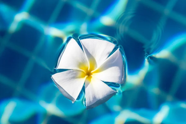 Floraciones blancas flotando en una piscina — Foto de Stock