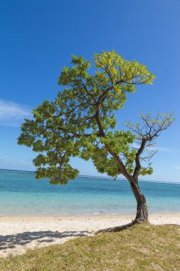 Tree on the beach in Flic en flac Mauritius overlooking the sea clipart