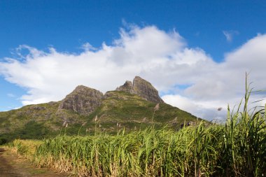 Şeker kamışı alanı olan Mauritius Sıradağları