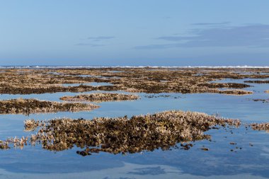 Mercan Le Morne Mauritius düşük tide at