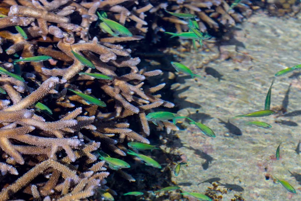 Corail et poisson vert avant Le Morne Ile Maurice — Photo