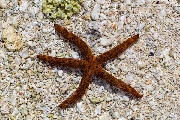 Étoile de mer sur la plage Macro — Photo